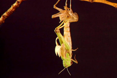 La Métamorphose du Criquet migrateur (Locusta migratoria) - 13mn 12s